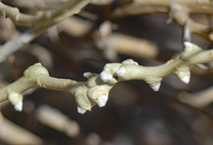 Rhopalomyia chrysothamni