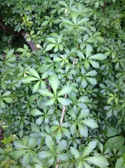 Eleutherococcus sieboldianus