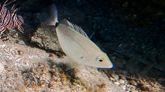 Annular Sea Bream photo 2
