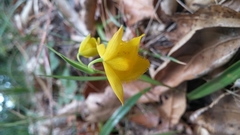 Calochortus amabilis