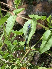 Argia vivida