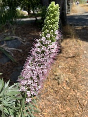 Echium candicans