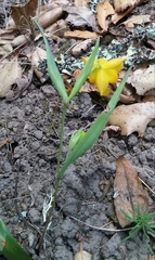 Calochortus amabilis