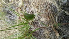 Calochortus amabilis