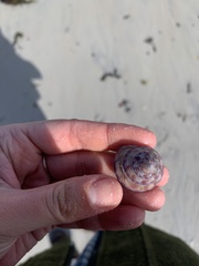 Calliostoma zizyphinum