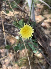 Sonchus oleraceus