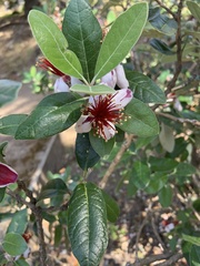 Feijoa sellowiana