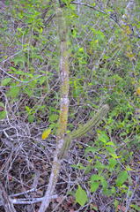 Pilosocereus gaumeri