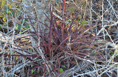 Tillandsia dasyliriifolia