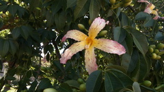 Ceiba speciosa