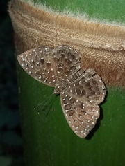 Napaea eucharila