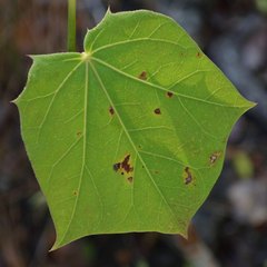 Jatropha gaumeri