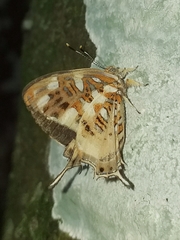 Sarota chrysus