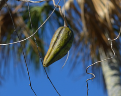 Gonolobus cteniophorus