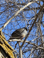 Callipepla californica