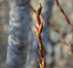 Tillandsia dasyliriifolia