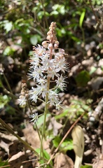 Tiarella cordifolia