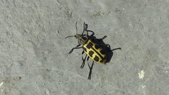 Astylus atromaculatus