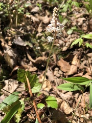 Tiarella cordifolia