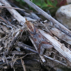 Ancylosis cinnamomella