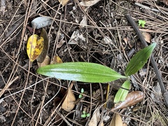 Habenaria floribunda