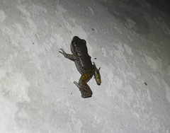 Eleutherodactylus campi