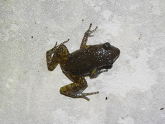 Eleutherodactylus campi
