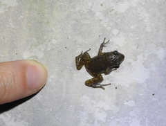 Eleutherodactylus campi