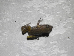 Eleutherodactylus campi