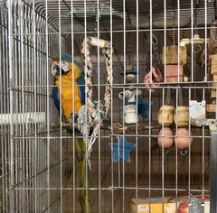 Ara ararauna × macao