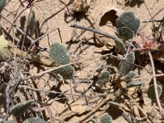 Abronia villosa