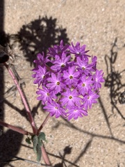 Abronia villosa