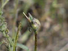 Schizomyia macrofila