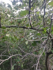 Crataegus coccinioides