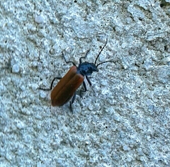 Cantharis palliata