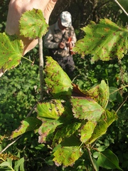 Crataegus coccinioides