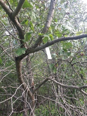 Crataegus coccinioides