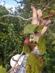 Crataegus coccinioides
