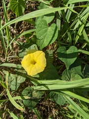 Ipomoea ochracea