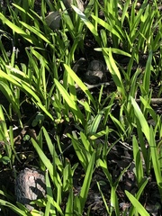 Hymenocallis crassifolia
