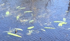 Nuphar sagittifolia