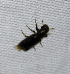 Melalgus plicatus
