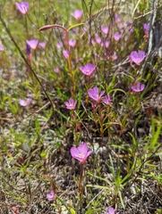 Clarkia gracilis gracilis