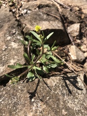 Ranunculus micranthus