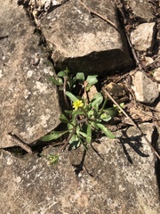 Ranunculus micranthus