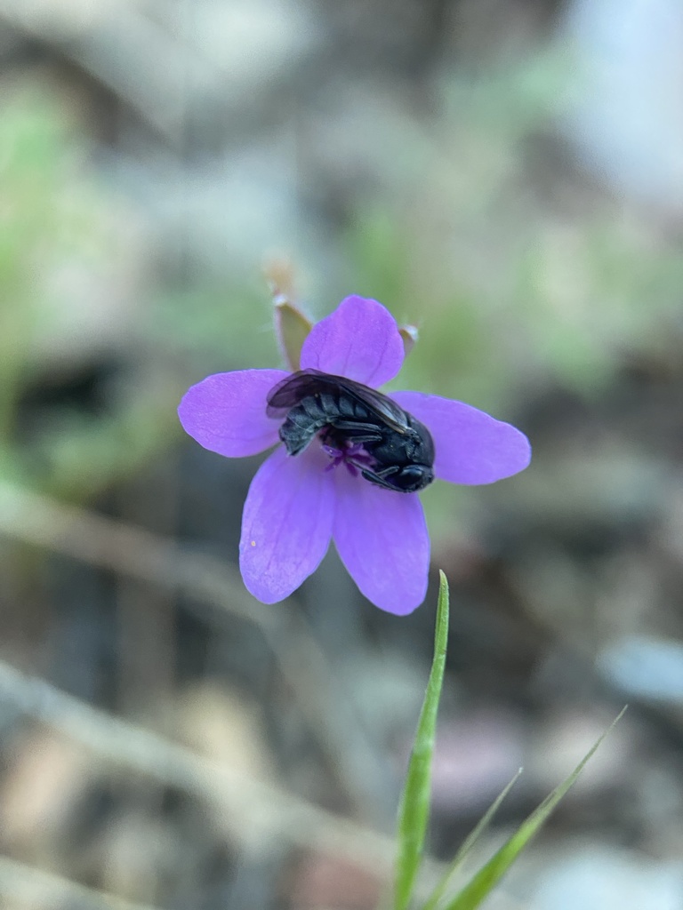 Corynis italica