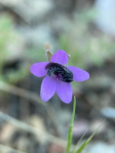 Corynis italica