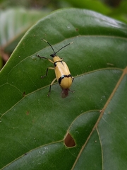 Diabrotica arcuata