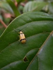 Diabrotica arcuata