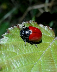 Chrysolina lucida
